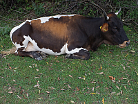 12.08.2012 14:54:01
12.08.2012
Rumänien 2012
Rumänien
Galerie