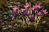 25.04.2013 19:07:01
Kuhschellen
Garchinger Umland
Garching
Galerie