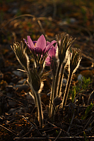 25.04.2013 19:16:54
Kuhschellen
Garchinger Umland
Garching
Galerie