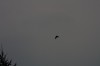 10.09.2014 15:51:45
Der Habichtweg bei Eicherloh
Garchinger Umland
Garching
Galerie