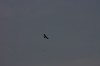 10.09.2014 15:57:13
Der Habichtweg bei Eicherloh
Garchinger Umland
Garching
Galerie