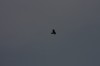 10.09.2014 15:57:25
Der Habichtweg bei Eicherloh
Garchinger Umland
Garching
Galerie