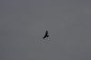 10.09.2014 15:59:38
Der Habichtweg bei Eicherloh
Garchinger Umland
Garching
Galerie