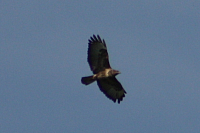 Vögel
Langwied
Garchinger Umland
Garching