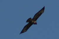 Vögel
Langwied
Garchinger Umland
Garching